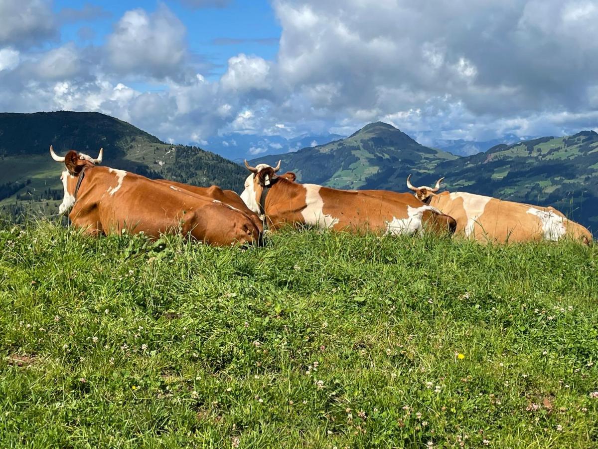 Reitstall Henntalhof Lejlighed Kitzbühel Eksteriør billede